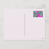 Wildnelken Feiertagspostkarte (Rückseite)