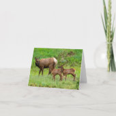 Wildnis (Vorderseite)