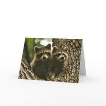 Wildnis - Baby Raccoons Foto