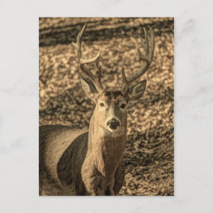 Wildnis Camouflage Outdoorsman Postkarte