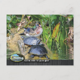 Wildnis entlang des Silver River Postkarte