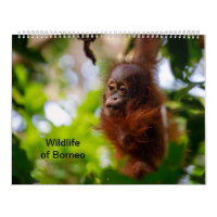 Wildnis in Borneo