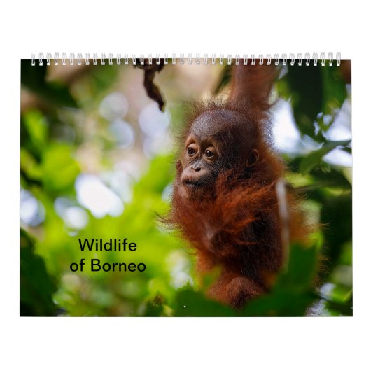 Wildnis in Borneo Kalender (Titelbild)