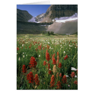 WILDNIS VON MOUNT TIMPANOGOS, UT, US,
