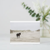 Wildpferd am Strand von Corolla Postkarte (Stehend Vorderseite)