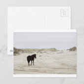 Wildpferd am Strand von Corolla Postkarte (Vorne/Hinten)