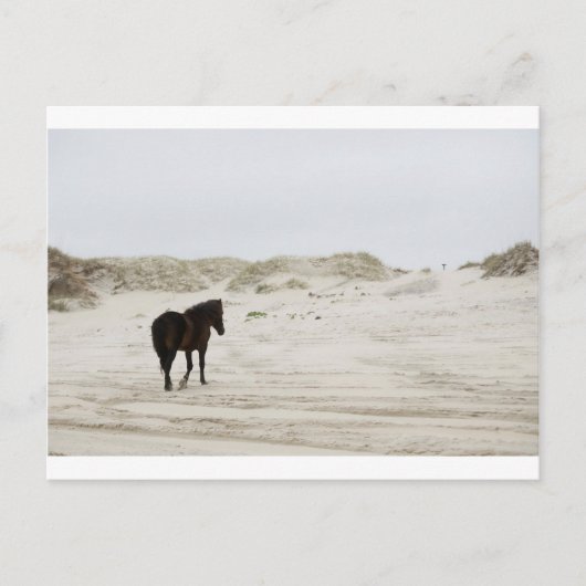 Wildpferd am Strand von Corolla Postkarte (Vorderseite)