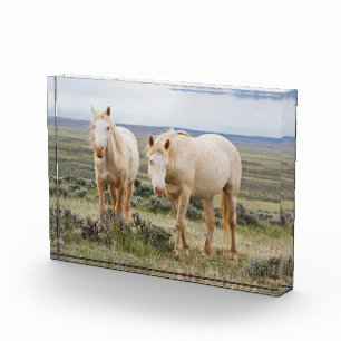 Wildpferd, das auf der Prärie von Cody streift Fotoblock