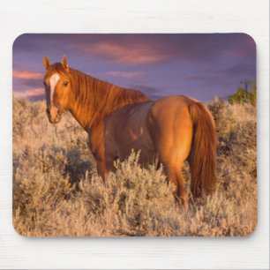 Wildpferd im Harney County steht wachsam Mousepad