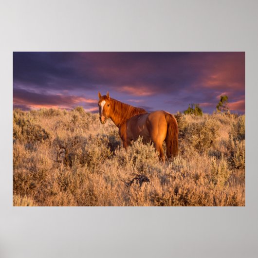 Wildpferd im Harney County steht wachsam Poster (Vorne)