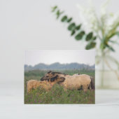 Wildpferd mit Fohlen-Postkarte Postkarte (Stehend Vorderseite)