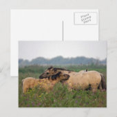 Wildpferd mit Fohlen-Postkarte Postkarte (Vorne/Hinten)