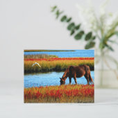 Wildpferd Postkarte (Stehend Vorderseite)