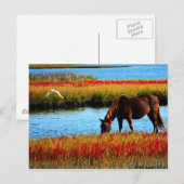 Wildpferd Postkarte (Vorne/Hinten)