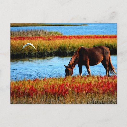 Wildpferd Postkarte (Vorderseite)