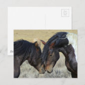 Wildpferd Postkarte (Vorne/Hinten)