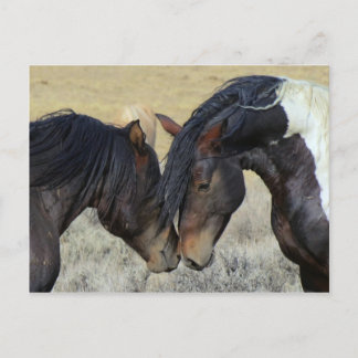Wildpferd Postkarte