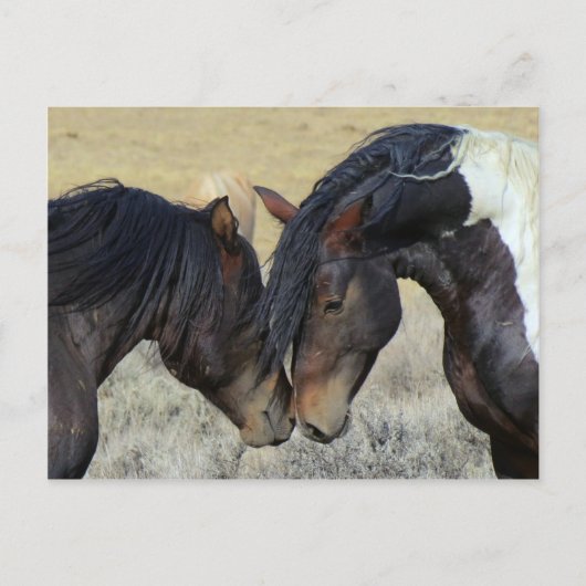 Wildpferd Postkarte (Vorderseite)