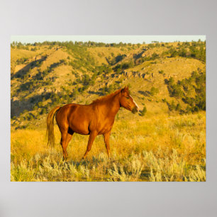 Wildpferd-Sanctuary. Poster