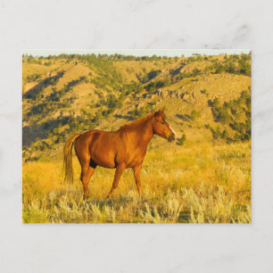 Wildpferd-Sanctuary. Postkarte