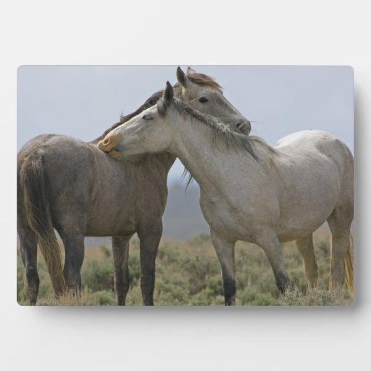 Wildpferde Fotoplatte (Vorderseite)