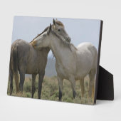 Wildpferde Fotoplatte (Seite)