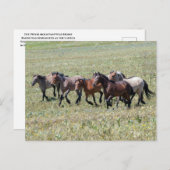 Wildpferde im Pryor-Gebirge laufen frei Postkarte (Vorne/Hinten)