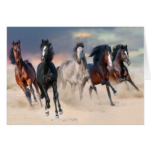 Wildpferde laufen frei (Vorderseite (Horizontal))