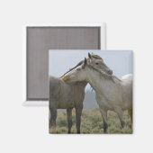 Wildpferde Magnet (Vorderseite/Rückseite)
