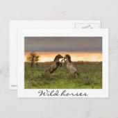 Wildpferde mit weißem Text auf der Postkarte (Vorne/Hinten)