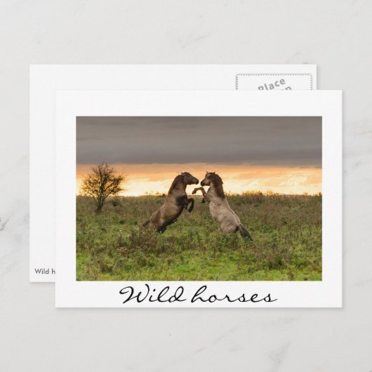 Wildpferde mit weißem Text auf der Postkarte (Vorne/Hinten)
