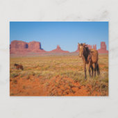 Wildpferde Postkarte (Vorderseite)