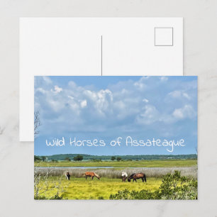 Wildpferde von Assateague Postkarte