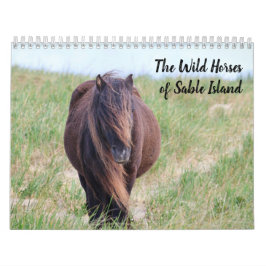 Wildpferde von Sable Island Kalender