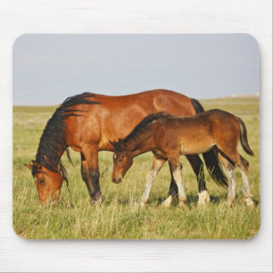 Wildpferdmutter und Fohlen beim Grasen Mousepad