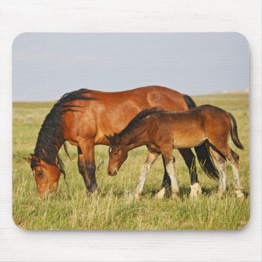 Wildpferdmutter und Fohlen beim Grasen Mousepad (Vorne)