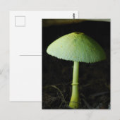Wildpilz Foto  Postkarte (Vorne/Hinten)