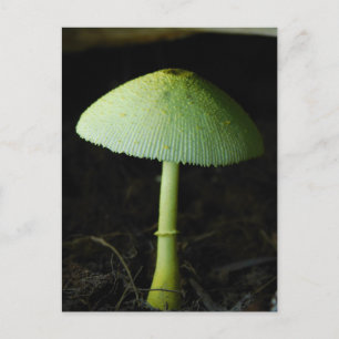 Wildpilz Foto Postkarte