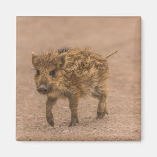 Wildschwein Magnet
