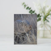 Wildschwein Postkarte (Stehend Vorderseite)