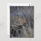 Wildschwein Postkarte (Vorne/Hinten)