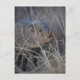 Wildschwein Postkarte