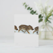 Wildschweinchen im Schnee, Deutschland Postkarte (Stehend Vorderseite)