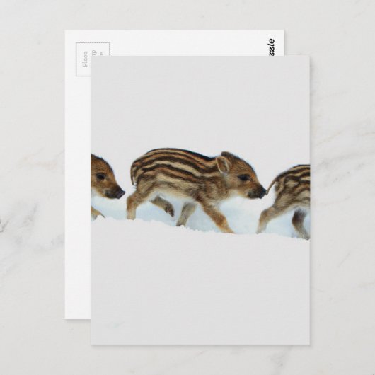 Wildschweinchen im Schnee, Deutschland Postkarte (Vorne/Hinten)