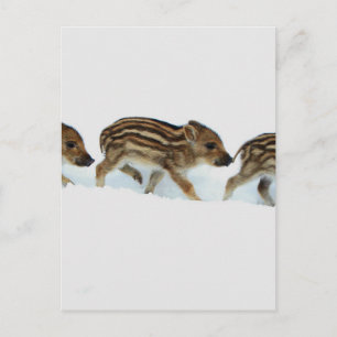 Wildschweinchen im Schnee, Deutschland Postkarte