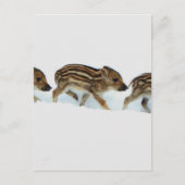 Wildschweinchen im Schnee, Deutschland Postkarte (Vorderseite)