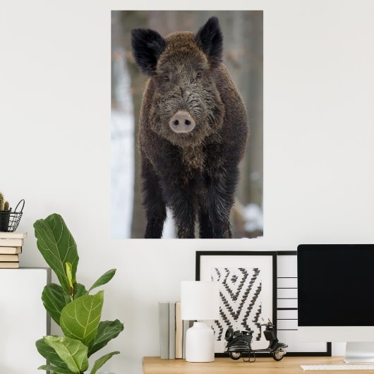 Wildschweine im Schnee Poster (Heimbüro)