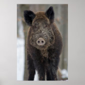 Wildschweine im Schnee Poster (Vorne)