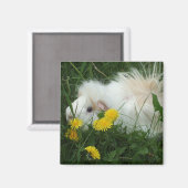 Wildschweine Magnet (Vorderseite/Rückseite)