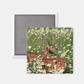 Wildschweine Magnet (Vorderseite/Rückseite)